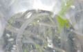DSCN8907.JPG
